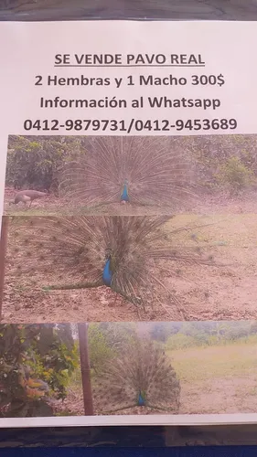 Pavos Reales