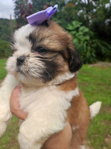 Shih Tzu Fêmea