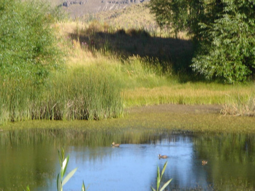 Imagen 18 de 30 de Campo En Venta Zona Alumine, Neuquén