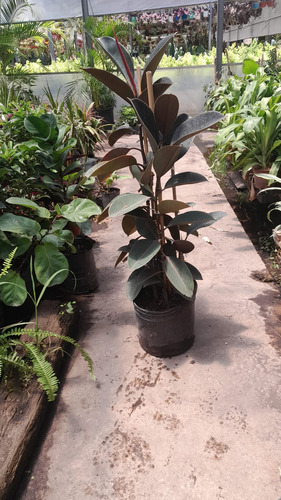 Ficus Elastica O Gomero Variedad De Tamaños