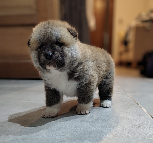 Cachorros Akita Inu