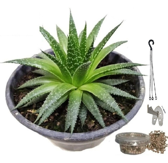 Aloe Vera Suculenta Cacto Jardim | MercadoLivre 📦