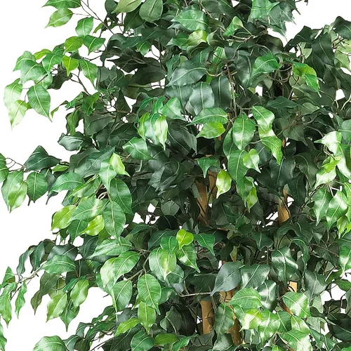 6 Pies De Altura Ficus Árbol Artificial De Hoja De Seda