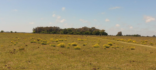 Imagen 8 de 8 de Magdalena - Campo Ganadero 296 Has - Baum Propiedades