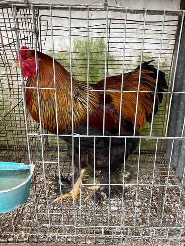 Brahma Perdiz Aperdizado (Usado)