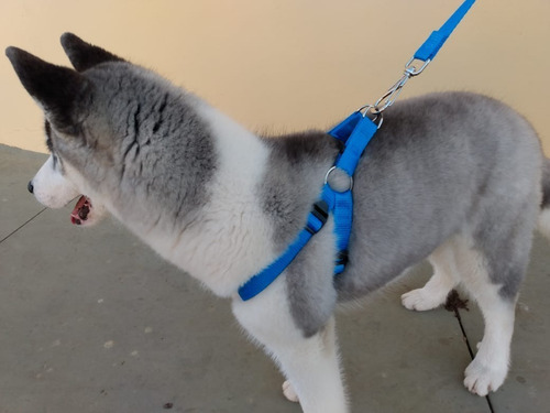 Coleira Cachorro Medio E Grande Peitoral Ajustável