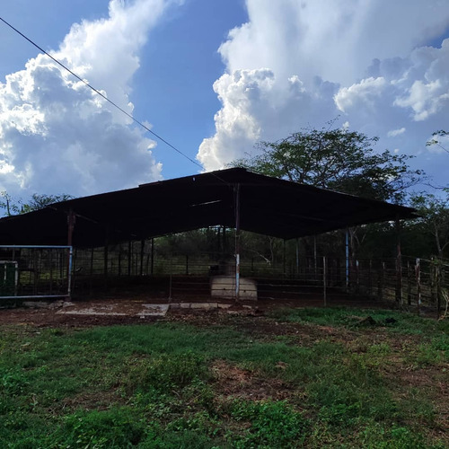 Venta/ Finca / 1060 Has/ Altagracia De Orituco- Guárico
