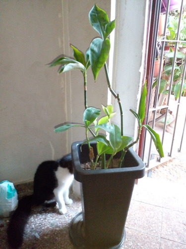Bambú De La Suerte Dracena Sanderiana