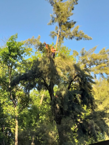 Poda Y Extracciones De Árboles Especiales