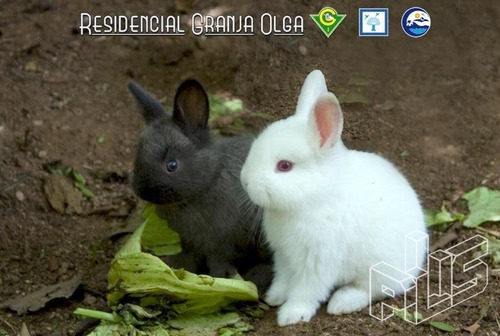 Imagem 30 de 30 de Casa À Venda Em Granja Olga - Ca005952