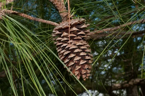 PINUS TAEDA - Sementes CaiÃ§ara