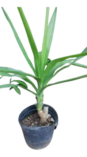 Planta Palo Tropical Yuca