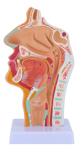 Modelo De Anatomía De La Garganta De La Cavidad Nasal: Farin