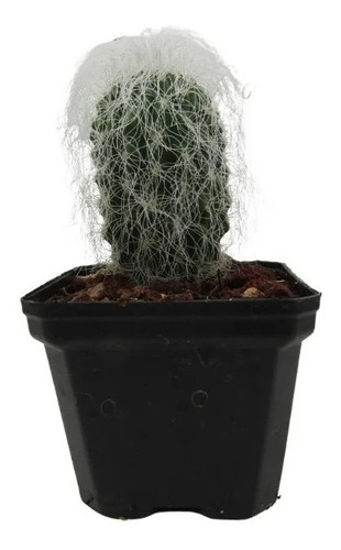 Cactus Viejito Cephalocereus Senilis + Semillas Aleatorias