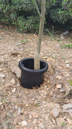 10 Limitador De Formigas Cortadeira