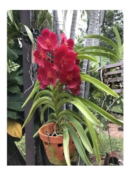 Orquidea Vanda | MercadoLivre 📦