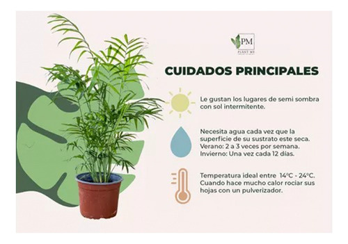 Flores Artificiales Secas Planta