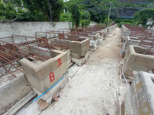 Imagen 8 de 30 de Granja Porcina O Unidad De Producción La Victoria, Aragua.