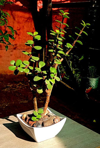 Maceta Ceramica Bonsai Suculenta Portucalaria
