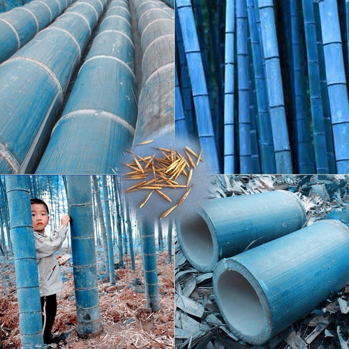100 Sementes Bambu Azul - Germinação 100%