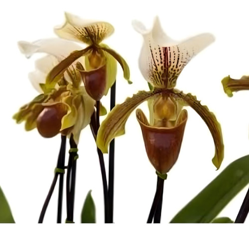 Orquídea Sapatinho Entouceirada Paphiopedilum Planta Adulta