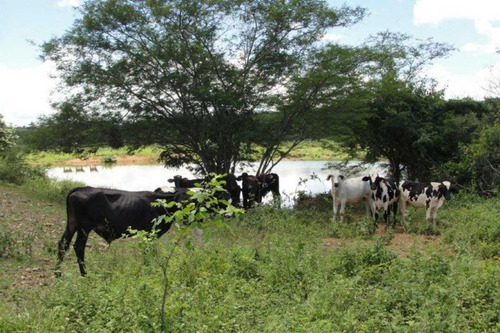 Imagen 16 de 25 de Finca De 400 Has En Sabana Grande De Orituco