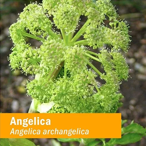 Extracto Líquido Orgánico De Raíz De Angélica 30 Ml Para Apo Sabor