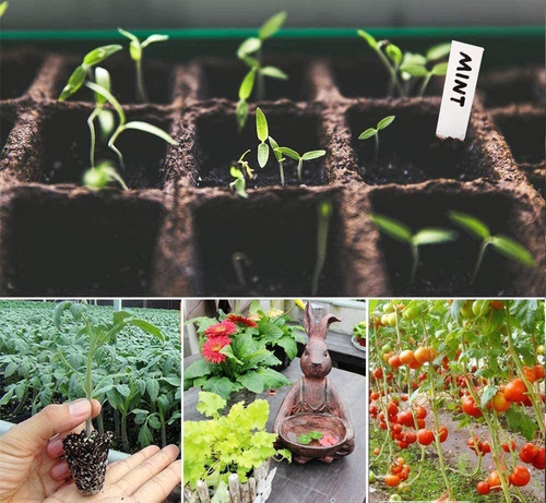 10 Seed Pack Kit De Inicio, La Bandeja De La Mini Planta Pro