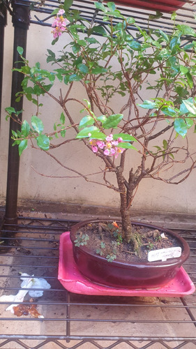 Bonsai De Malphiglia Global De Más De 10 Años
