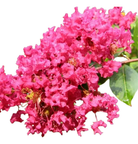 Lagerstroemia Indica (árbol De Júpiter) 15lts