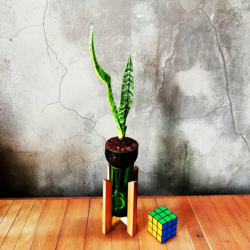 Imagen 7 de 8 de Lengua De Suegra Little Plant 24 Con Soporte