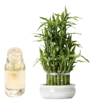 Comprar Esencias Aromáticas Para Aromaterapia Y Difusores 30ml