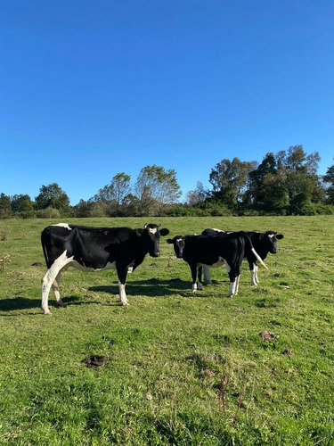 Se Vende, Parcela 2,1 Hectáreas Región De Los Lagos