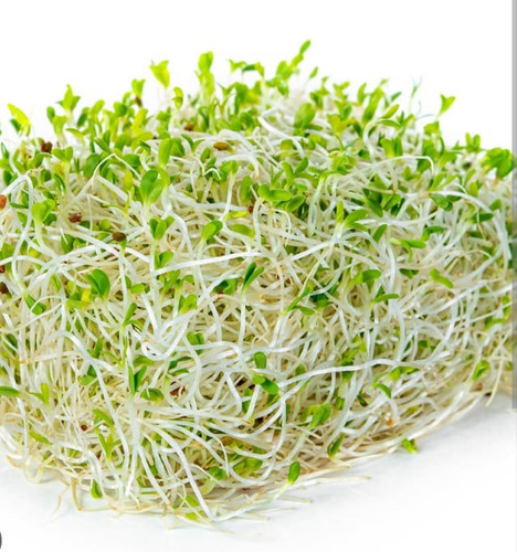 Semillas De Alfalfa  Para Migrogreens (brotes)