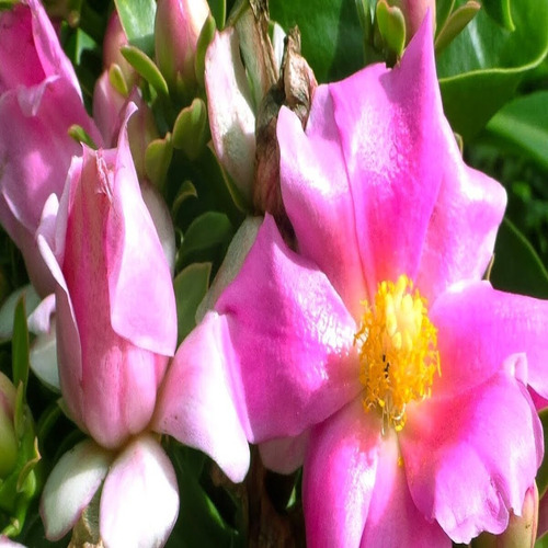 Ora-pro-nobis Flor Rosa/pereskia Grandifolia /10 Estacas! | Parcelamento  sem juros
