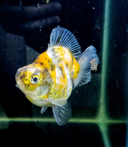 Goldfish Riunkin Calico Reproductor Pez Agua Fria Selección