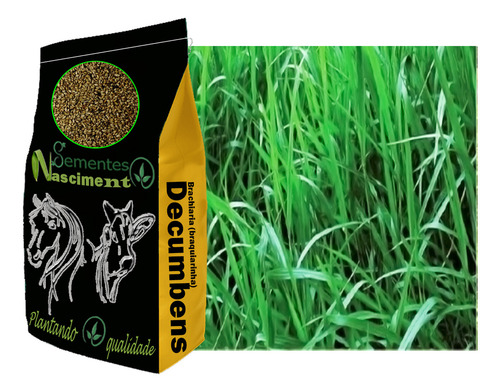 Sementes Brachiaria Decumbens 20kg Resistente A Seca