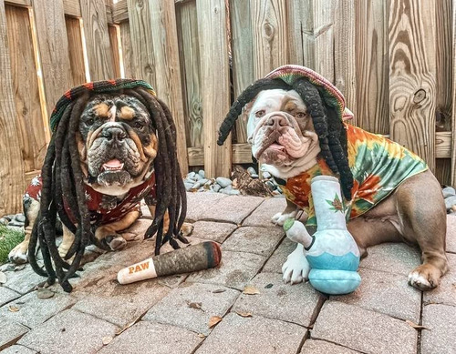 Juguetes Divertidos Para Perros - Juguetes Chirriantes De