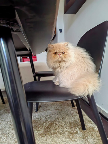 Gatos Persa Alineados
