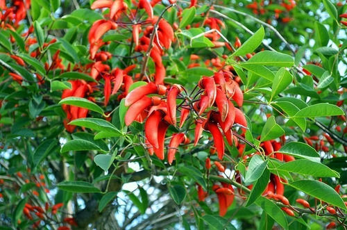 Arbol Ceibo Flor Nacional | Cuotas sin interés Arbol Ceibo Flor Nacional | Cuotas sin interés
