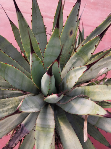 Agave Macroacantha Suculenta De Colección Quillayani Cactus