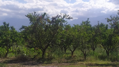 Imagen 4 de 8 de 4.9 Has En Vista Flores