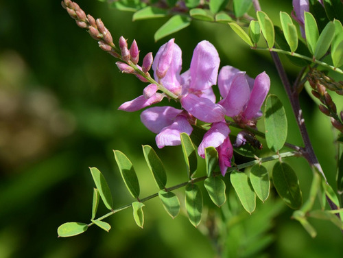Índigo Azul Verdadeiro Indigofera Tinctoria Sementes P/mudas