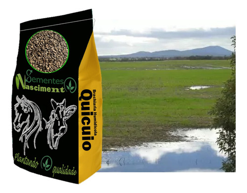 Sementes Braquiaria Humidicola Quicuio 10kg P/ Brejo Alagado