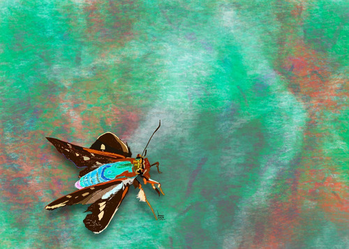 Polilla | Pintura Digital Impresa En Lienzo Hq