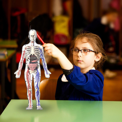 Modelo De Esqueleto Del Cuerpo Humano Modelo De Cuerpo Human