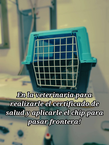 Imagen 6 de 6 de Traslado Nacional E Internacional De Mascotas!