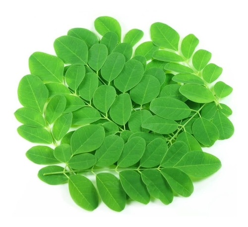 Semillas Orgánicas De Moringa 206