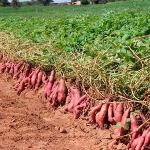 100 Sementes Batata Doce Premium Com Manual De Cultivo