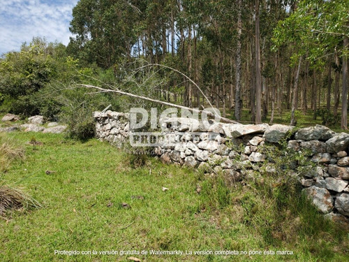 Imagen 2 de 10 de Campo Ganadero Forestal - 80 Has